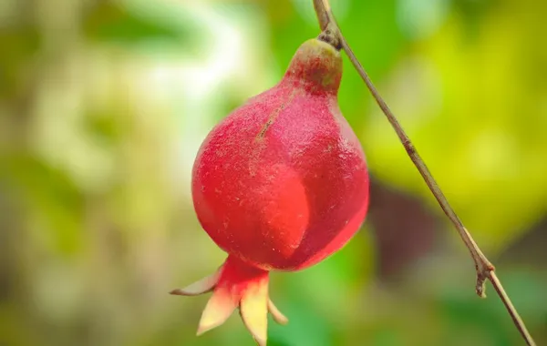 5 frutas chilenas exóticas