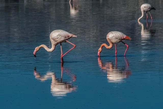 Laguna Cejar
