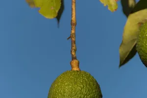 O que é palta?