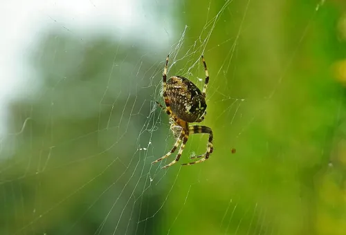 Aranha de rincón