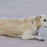 Santiago: A capital dos cachorros de rua