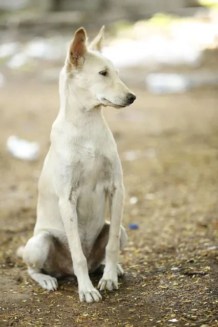 Santiago: A capital dos cachorros de rua