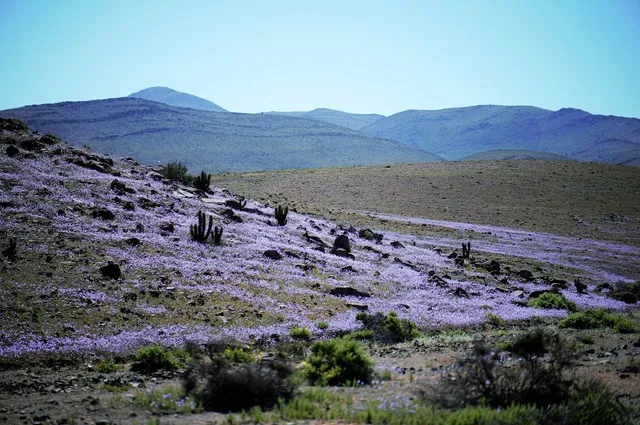 Laguna Cejar
