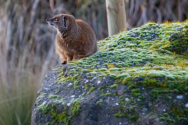 Troca da guarda em Santiago