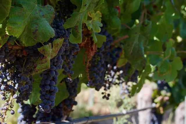 Concha y toro
