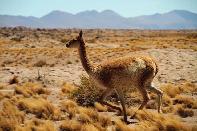 5 aplicativos para turismo no Chile