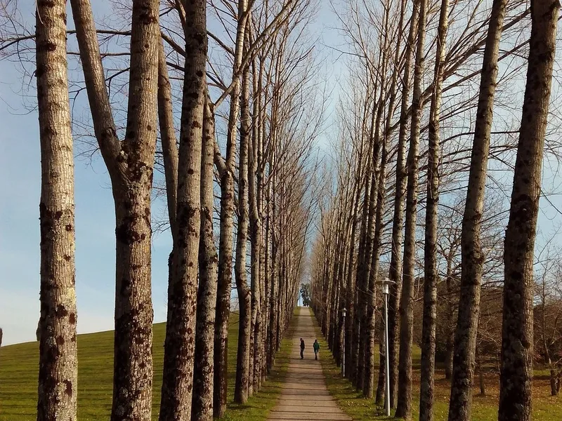Parque Florestal em Lastarria