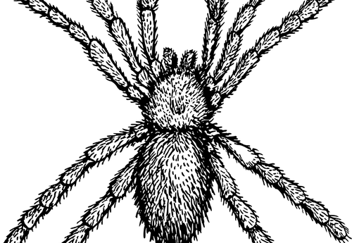 Aranha de rincón