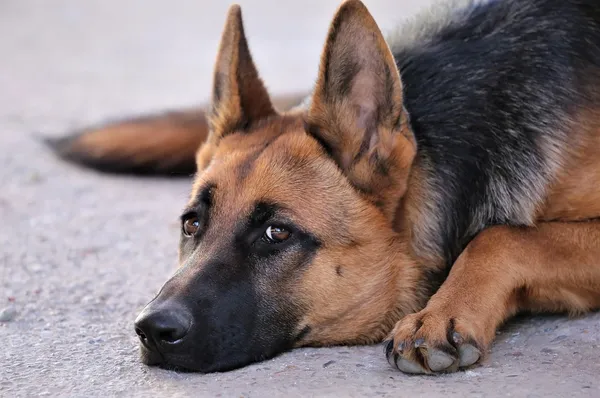 Troca da guarda em Santiago